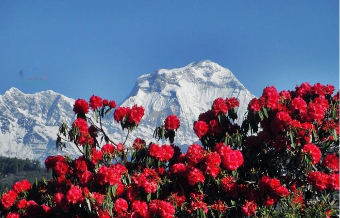 mùa xuân tại Nepal