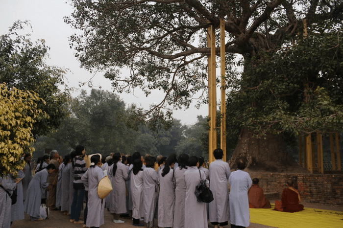 cây bồ đề ananda