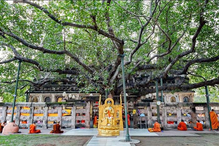 cây bồ đề nơi thánh địa phật giáo