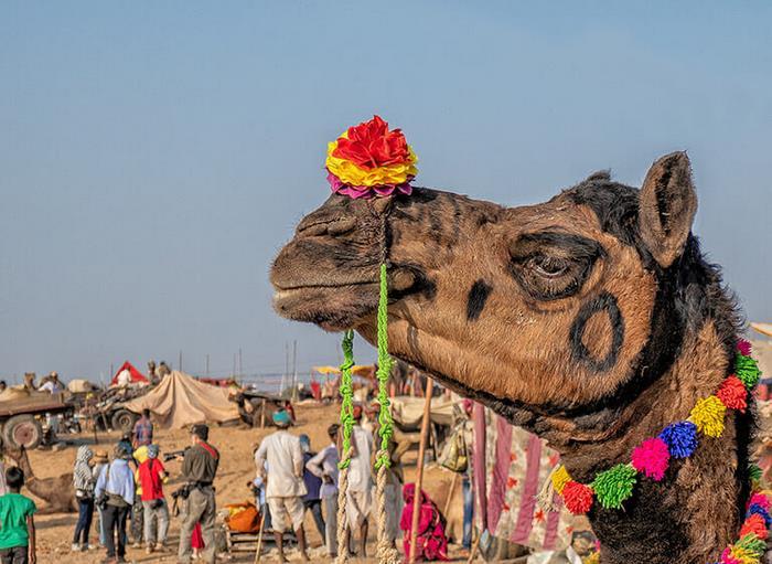 hội chợ lạc đà Pushkar