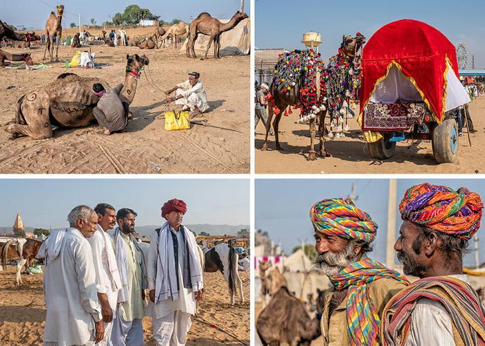 Du khách đến tham gia hội chợ lạc đà Pushkar