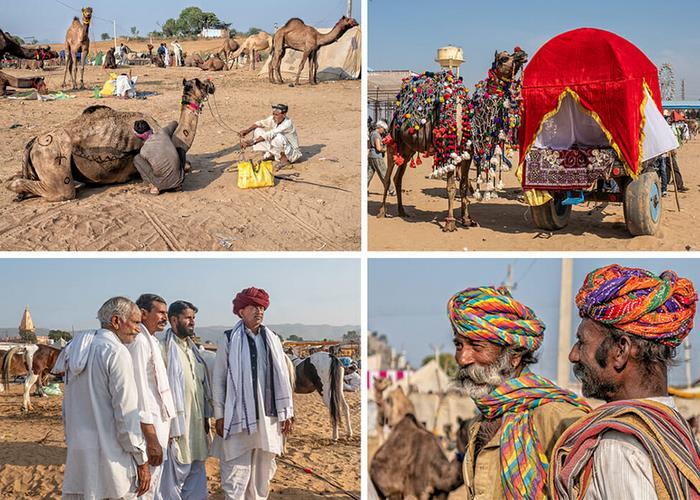 hội chợ lạc đà Pushkar