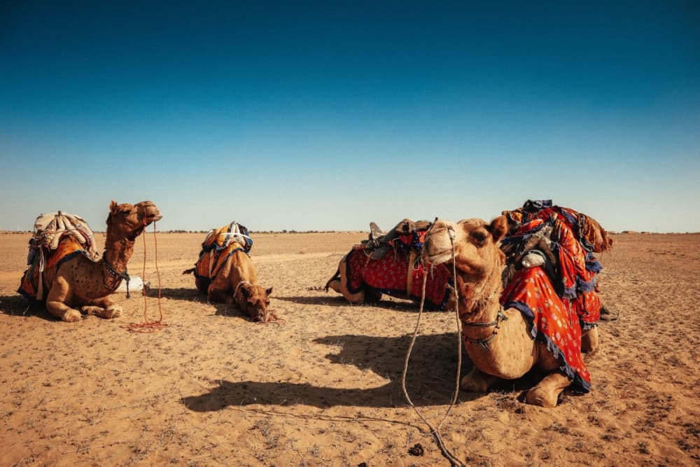 hội chợ lạc đà Pushkar