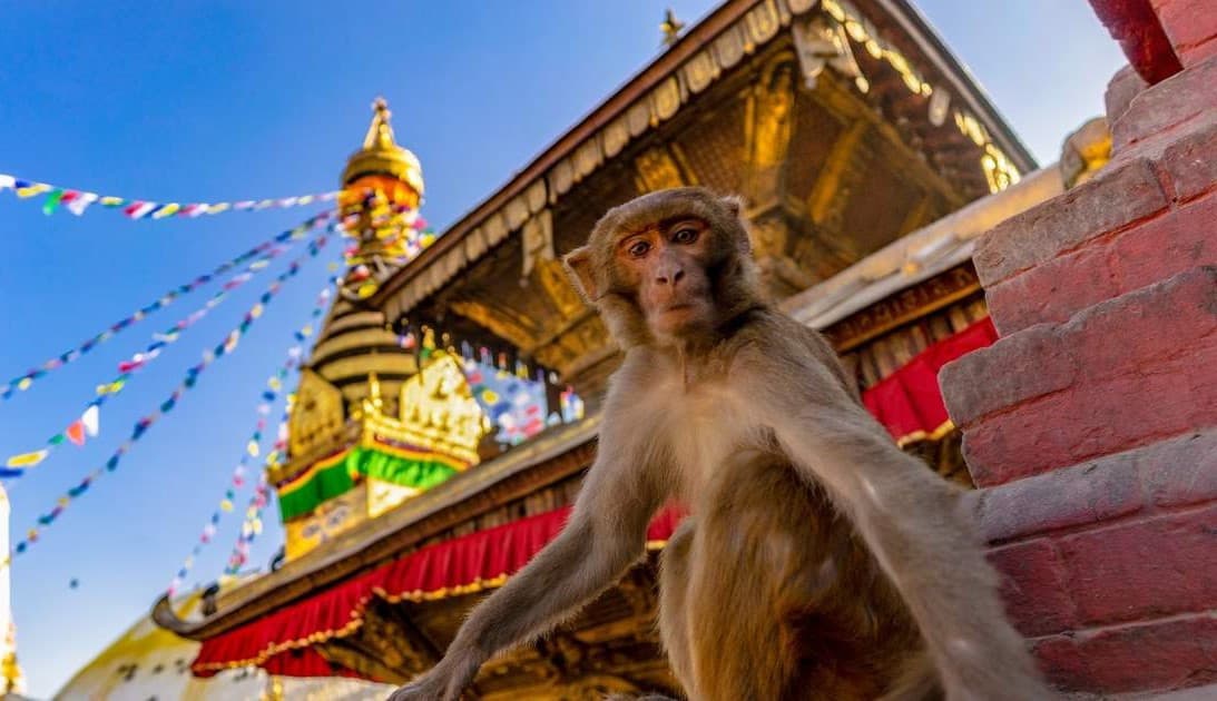 Những chú khỉ tại Bảo tháp Swayambhunath