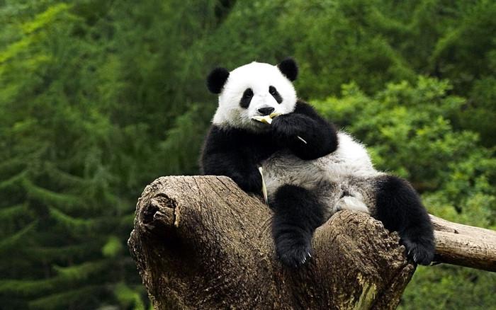Gấu trúc đô giang yển