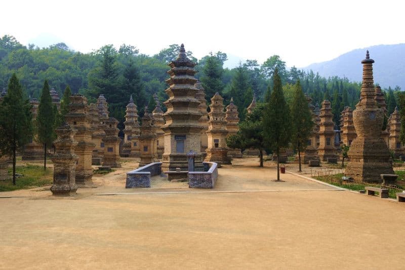 rừng tháp