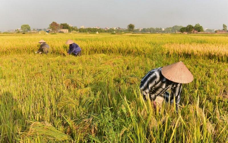 cánh đồng mường thanh