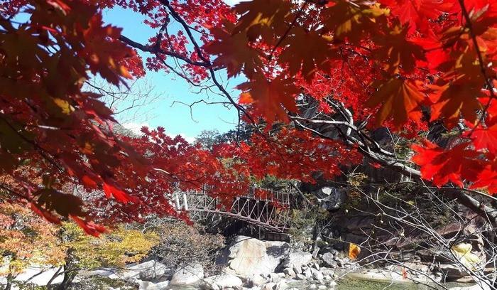 Autumn Foliage Garden