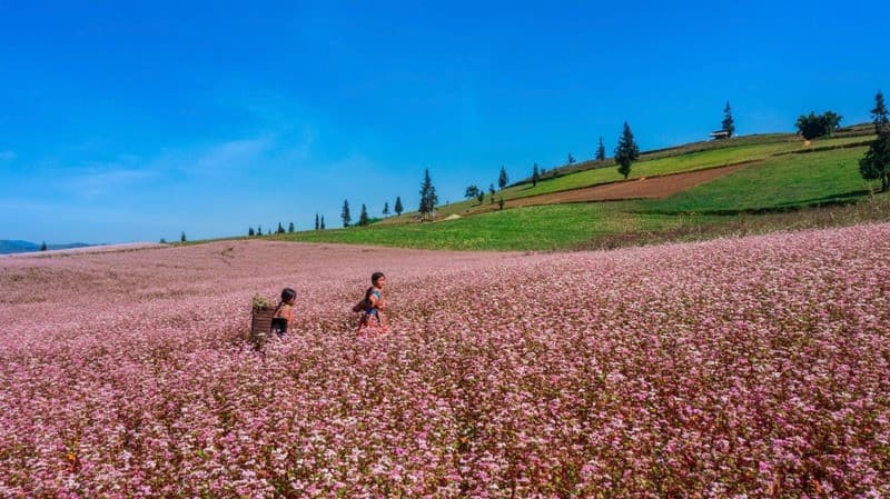 Tam giác mạch Hà Giang