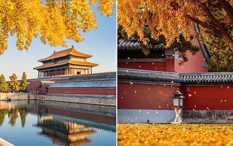 Thu Trung Quốc ngập tràn sắc vàng
