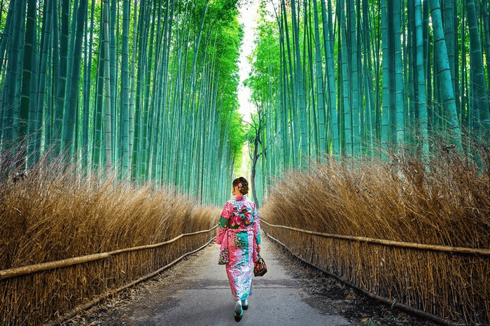 rừng trúc arashiyama