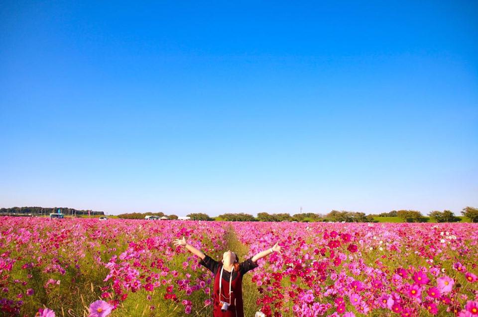 mùa hoa cosmos