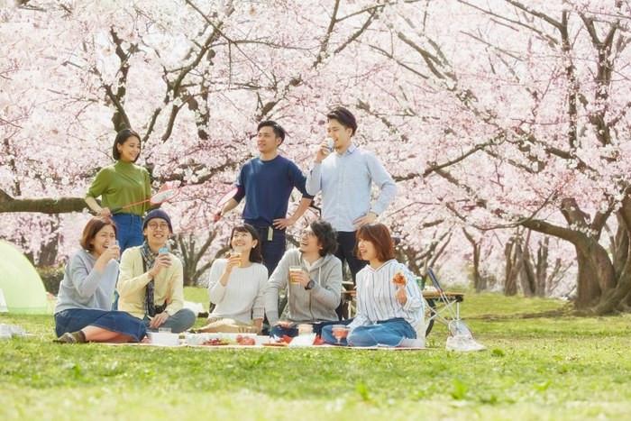 Lễ hội ngắm hoa anh đào Hanami nhật bản