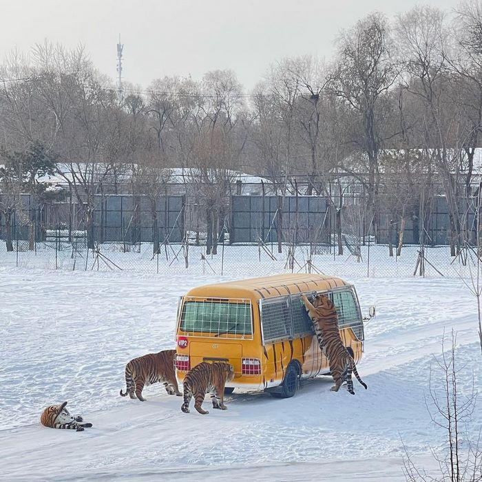 công viên hổ siberia