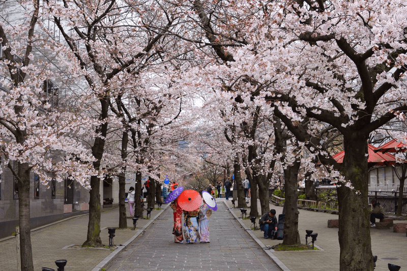 mùa xuân kyoto 