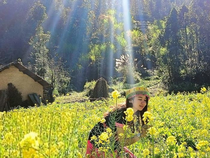 hoa cải vàng hà giang