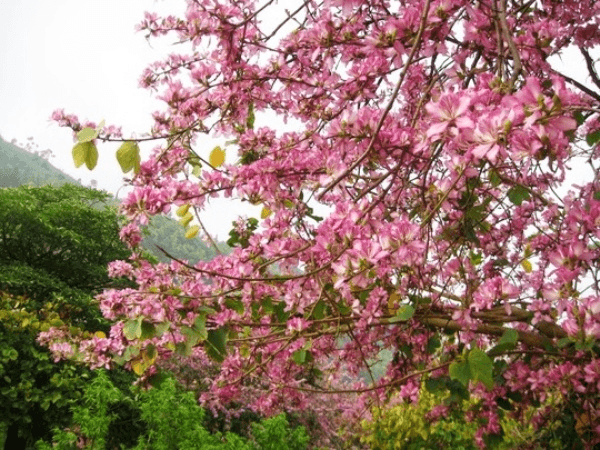 du lịch hà giang