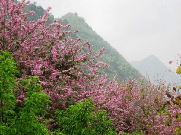 du lịch hà giang