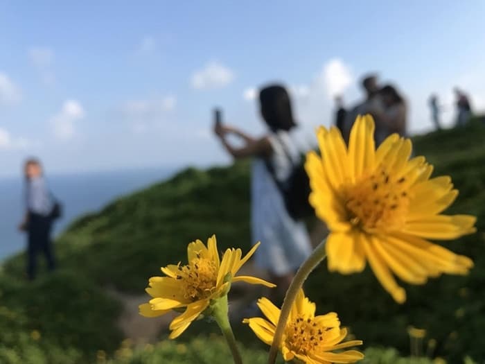 Hoa vàng Sơn Trà, Du lịch Sơn Trà Đà Nẵng