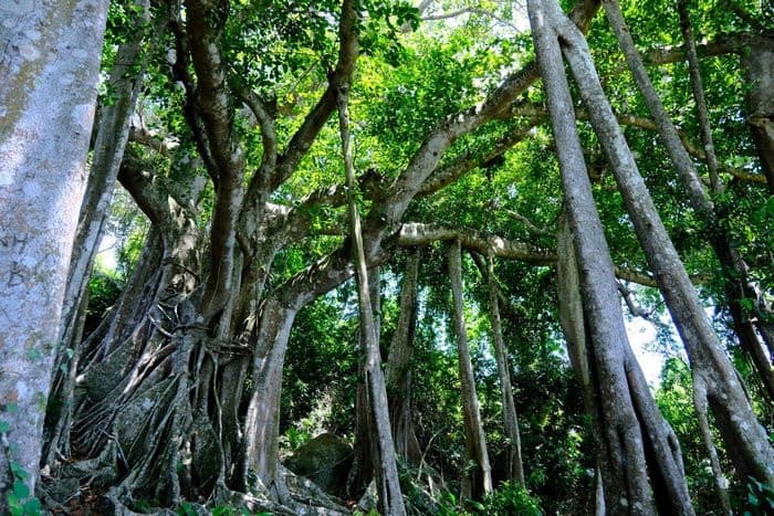 Cây đa ngàn năm Sơn Trà, Bán đảo Sơn Trà