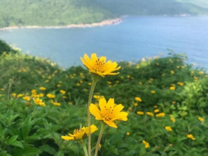 Hoa vàng Sơn Trà, Du lịch Sơn Trà Đà Nẵng