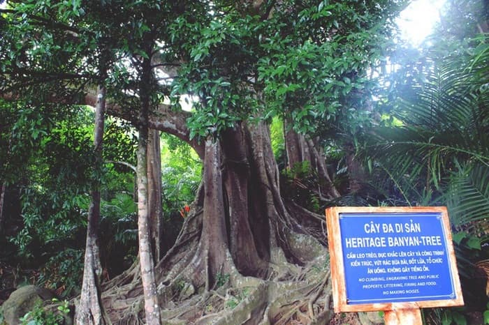 Cây đa ngàn năm Sơn Trà, Bán đảo Sơn Trà