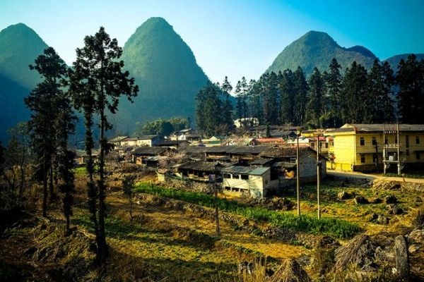 cây mộc sa hà giang