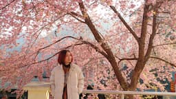 Chìm đắm trong sắc hoa mai anh đào tại Hà Giang những ngày đầu năm 2026