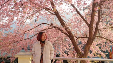 Chìm đắm trong sắc hoa mai anh đào tại Hà Giang những ngày đầu năm 2026