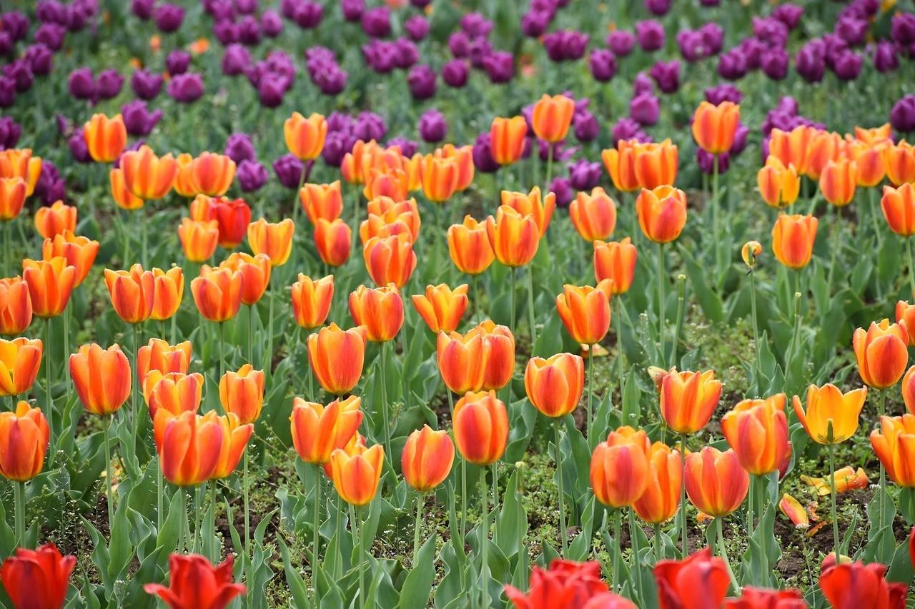 Tìm đến vẻ đẹp thơ mộng của Lễ hội hoa Tulip Kashmir 2023