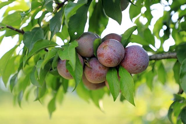 Mùa mận Mộc Châu tháng 5: Trải nghiệm hái mận ngay tại vườn