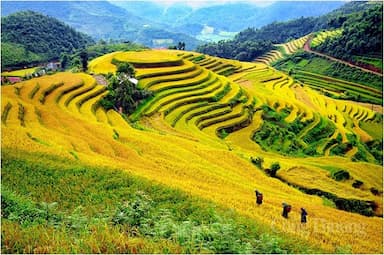 Ruộng bậc thang Mù Cang Chải - Tuyệt tác nghệ thuật giữa núi rừng Tây Bắc