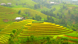 Ruộng bậc thang Hoàng Su Phì - di sản thiên nhiên đắt giá của Hà Giang