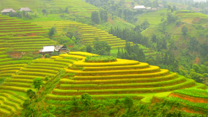 Ngẩn ngơ với cảnh ruộng bậc thang chín vàng Hoàng Su Phì tháng 9