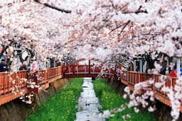 Du lịch Hàn Quốc mùa xuân - Tận hưởng vẻ đẹp mê mẩn