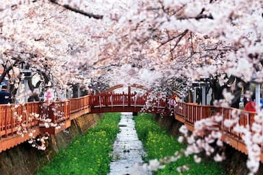 Du lịch Hàn Quốc mùa xuân - Tận hưởng vẻ đẹp mê mẩn