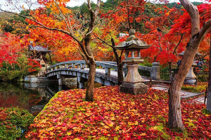 Đắm chìm trong vẻ đẹp tựa tranh vẽ của mùa thu Kyoto