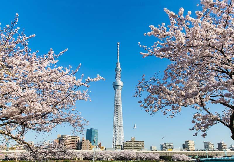 Kinh nghiệm du lịch Tokyo: Những địa điểm Bạn nhất định phải ghé qua