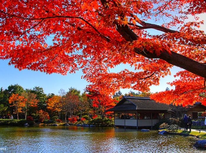 Thời điểm Kyoto chìm trong sắc đỏ mùa thu 2025