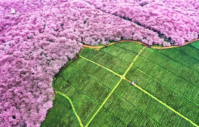 Tour Trung Quốc mùa hoa anh đào 2026: Quý Dương - Bình Bá - Thanh Nham Cổ Trấn - Thiên Hộ Miêu Trại 5 ngày 4 đêm từ Hà Nội