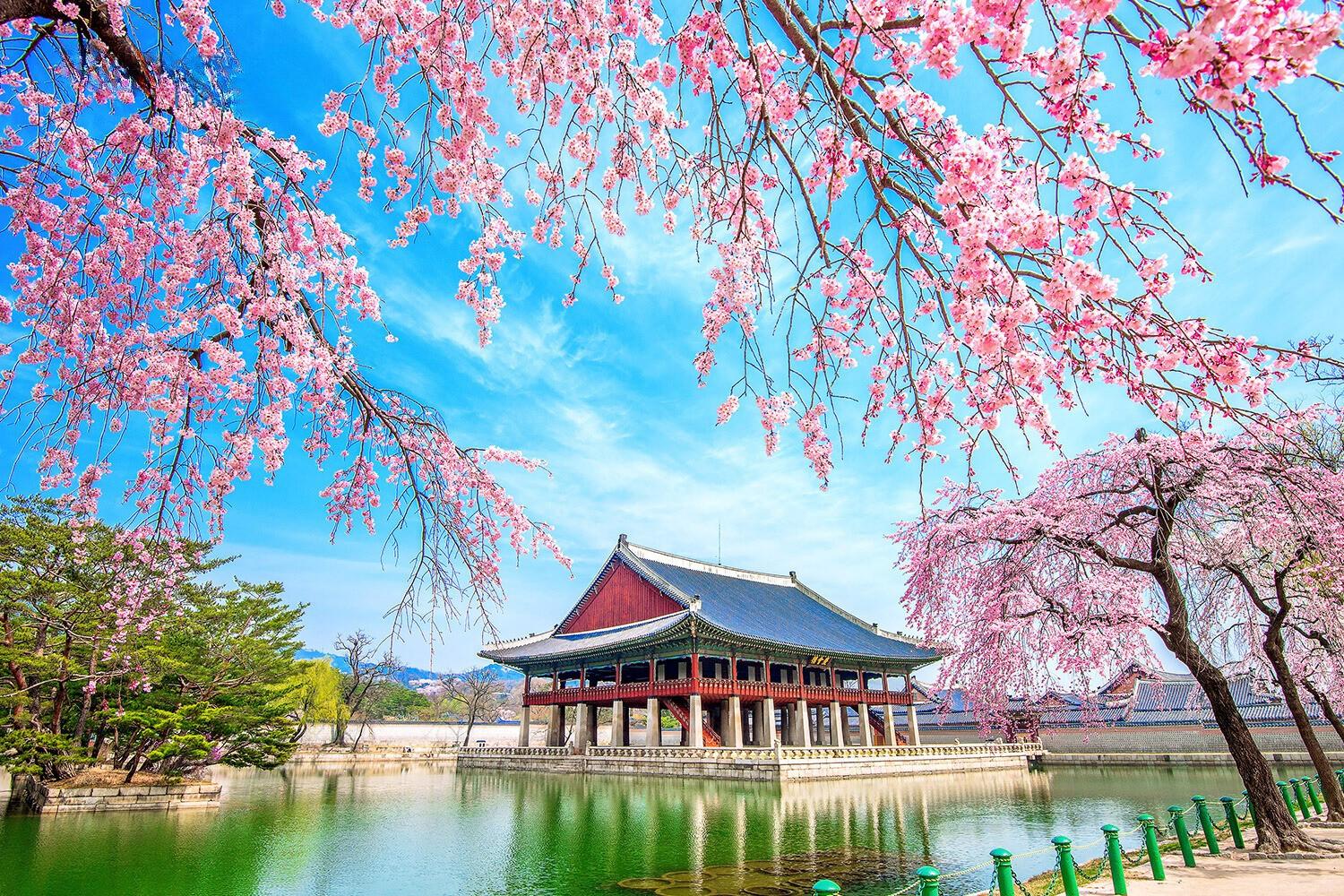 Tour Hàn Quốc: Busan - Seoul - Nami 6 ngày 5 đêm từ Hà Nội - Mùa hoa anh đào