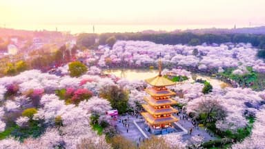 Top 5 địa điểm ngắm hoa Anh đào Trung Quốc đẹp nhất mùa xuân này