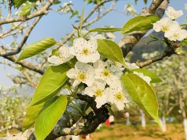 Ngất ngây mùa hoa Lê nở trắng núi rừng Đông Tây Bắc