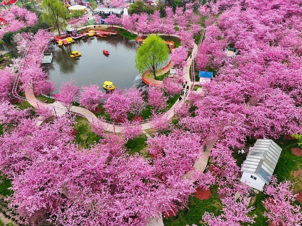 Tour Trung Quốc: Thành Đô - Công viên Manhua - Cửu Trại Câu - Lạc Sơn 6 ngày 5 đêm từ Hà Nội: Ngắm hoa anh đào