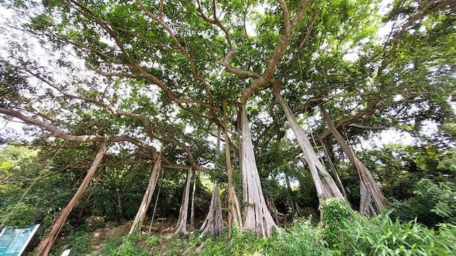 Cây đa ngàn năm ở Sơn Trà - Biểu tượng của di sản văn hóa