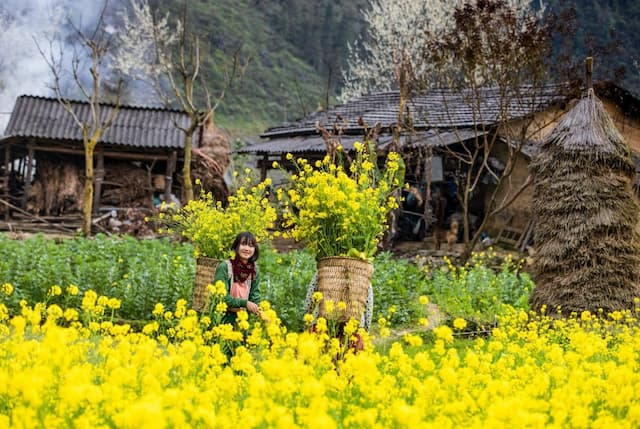 Đâu chỉ có tam giác mạch, Hà Giang mùa hoa cải cũng đẹp đến ngất ngây