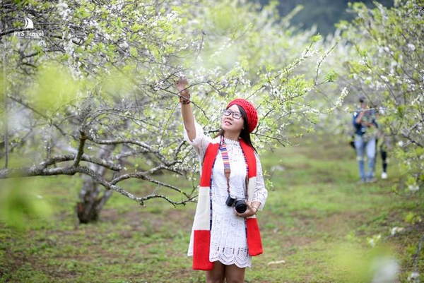 Bỏ túi kinh nghiệm du lịch Mộc Châu mùa hoa mận từ A đến Z