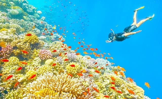 Lặn ngắm san hô Phú Quốc: Thiên đường biển đảo đáng mơ ước