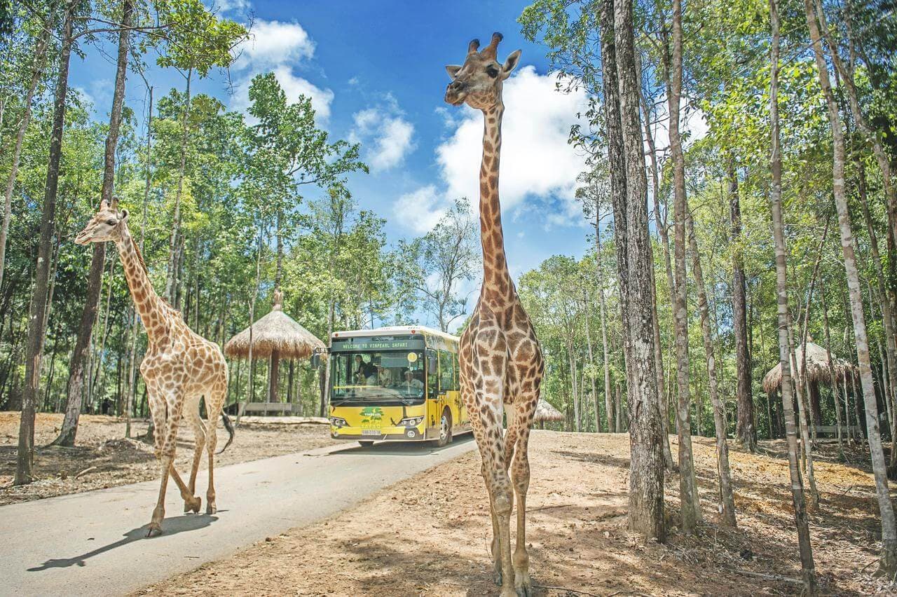 Khám phá Safari Phú Quốc: Hướng dẫn tham quan VinWonders Phú Quốc