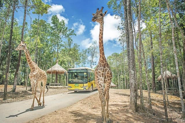 Khám phá Safari Phú Quốc: Hướng dẫn tham quan VinWonders Phú Quốc
